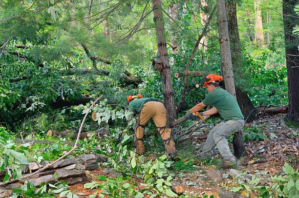 Emergency Storm Tree Removal in Sallisaw, OK